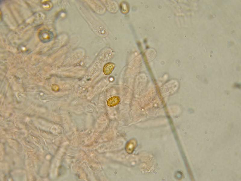 Fungo e il suo micelio.......